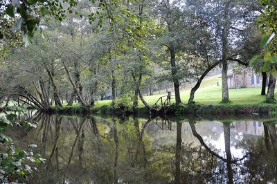 Trees by lake