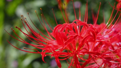 Close-up of red flowering plant