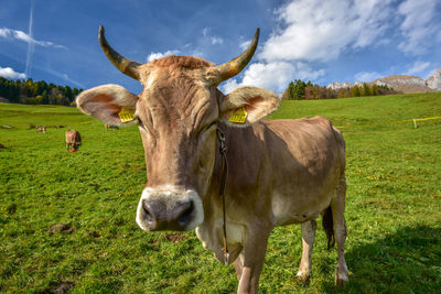 Cows grazing on hill by mountain against sky