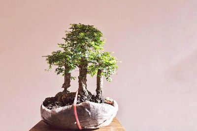 Close-up of potted plant on table against wall