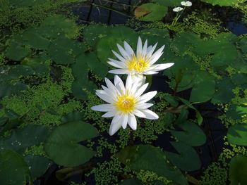 Close-up of white flowers floating on water