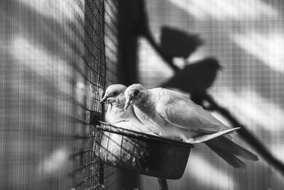 Birds perching on feeder