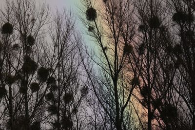 Low angle view of bare trees against sky