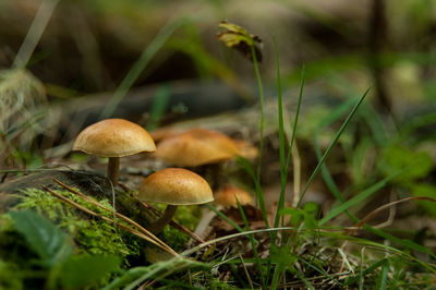 Mushrooms in the forest