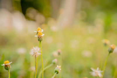 Close-up of flowering plant on field