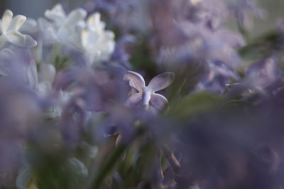 Close-up of white flowering plant