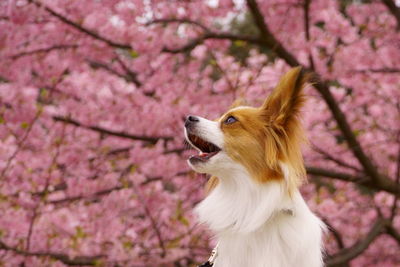 Kawazu cherry blossoms bloom and little dog