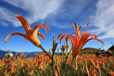 Close-up of day lily blooming against sky