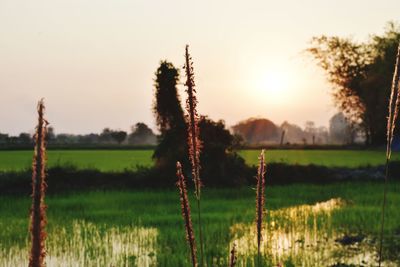 Scenic view of field against sky during sunset