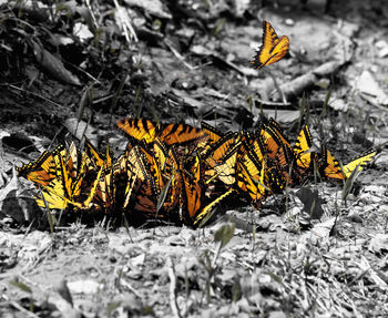 Close-up of yellow flowers