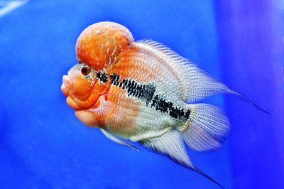 Flowerhorn swimming in aquarium