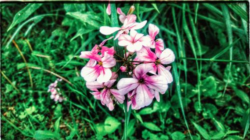 Close-up of pink flowers