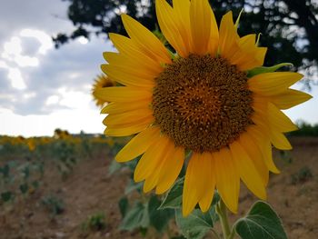 Close-up of sunflower blooming on field against sky