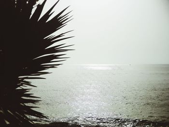 Close-up of palm tree by sea against clear sky