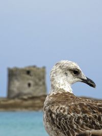 Close-up of seagull against sea