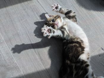 High angle view of cat relaxing on floor