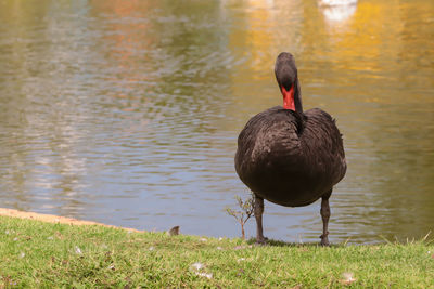 Black swan standing on the glass