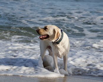 Scenes from the beach on st. george island, florida.