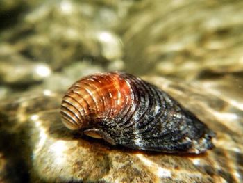 Close-up of snail