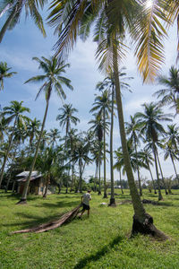 Palm trees on field against sky