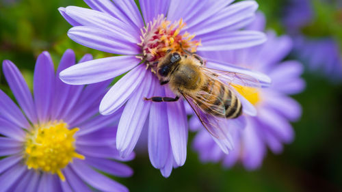 Close-up of honey bee pollinating on purple flower