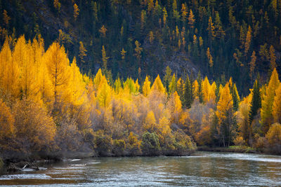 Scenic view of forest during autumn