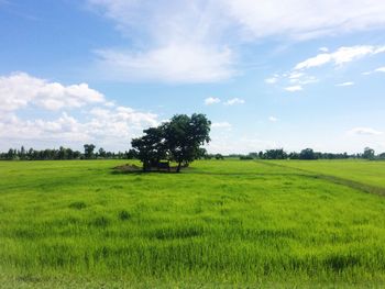 Trees on field against sky