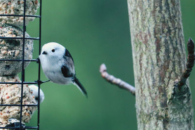 Close-up of bird perching on tree trunk