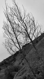 Low angle view of tree against sky