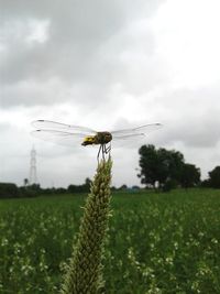 Close-up of insect on plant on field against sky