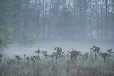 Trees in forest