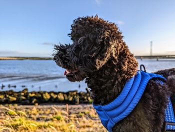 Close-up of dogs on beach