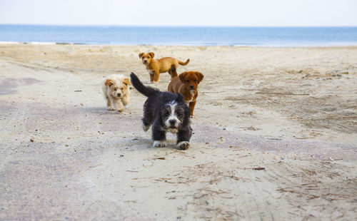 View of dogs on beach