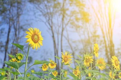 Close-up of yellow flowering plants on field