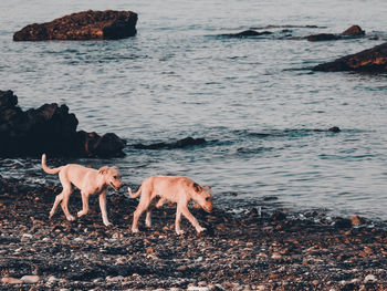 Dog standing on beach