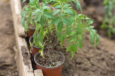 Germination of tomato seedlings in pots with natural fertilizer in greenhouse conditions.