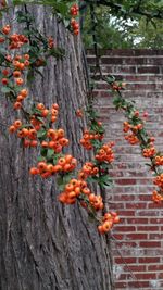 Close-up of plants growing on tree