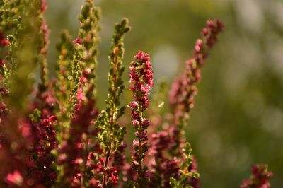 Close-up of plant against blurred background