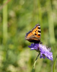 Close-up of butterfly pollinating on flower