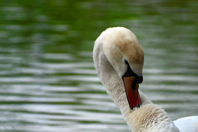 Close-up of swan swimming in lake