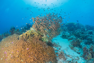 High angle view of fish swimming in sea