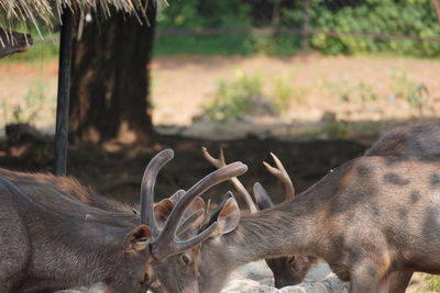 Close-up of deer