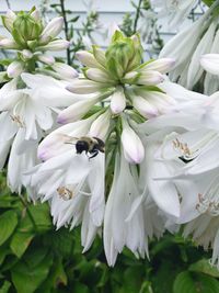 Close-up of insect on white flowering plant