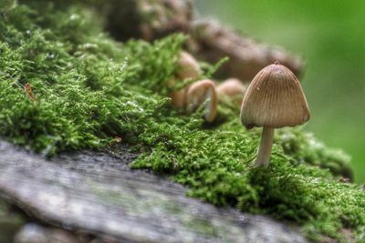 Close-up of mushrooms growing outdoors