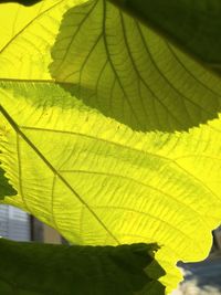 Close-up of yellow leaf