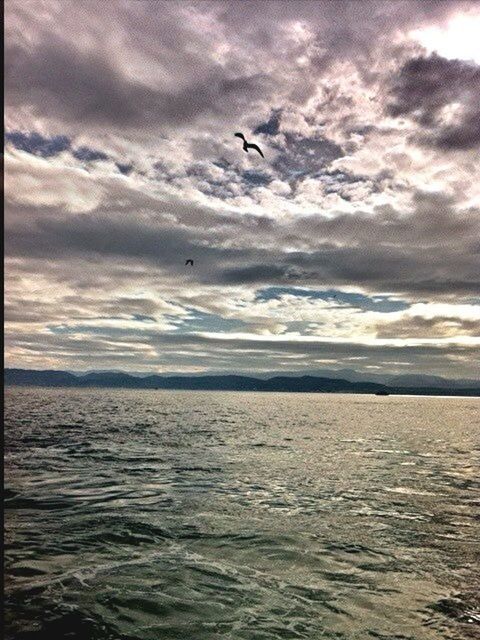 sea, water, horizon over water, sky, bird, waterfront, scenics, beauty in nature, tranquil scene, tranquility, cloud - sky, flying, nature, animal themes, cloudy, wildlife, rippled, animals in the wild, idyllic, seascape