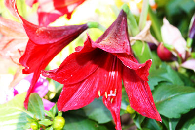 Close-up of red flowering plant