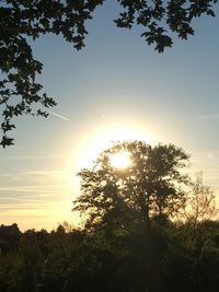 Low angle view of silhouette trees against sky during sunset