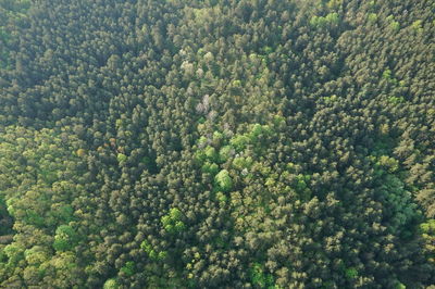 High angle view of trees in forest