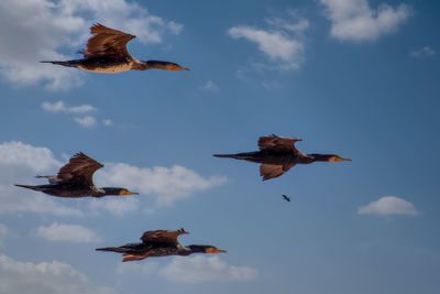 Low angle view of birds flying in sky